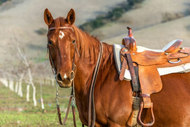 Quarter horse, Raças e tipos de cavalos